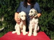 Adorabe and Cute Afghan Hound Puppies for sale