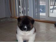 Cute And Potty Trained Akita Puppies for sale