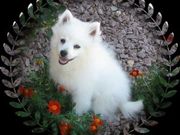 Adorabe and Cute American Eskimo Puppies for sale