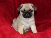 lovely pug puppies for sale 