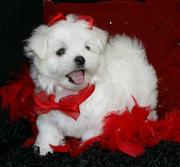 Adorable Maltese Puppies For A New Home 11 weeks old