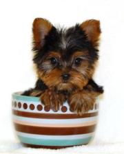 Adorable Gorgeous  male and Female Teacup Yorkie Puppies For Adoption