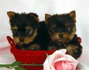 marvelous Pure Breed Teacup Yorkie Puppies For Re-Homing