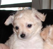 Gorgeouse and outstanding Chihuahua puppies free for adoption.