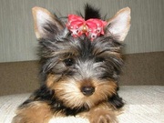 cute and lovely teacup yorkie puppies free for adoption