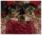 top quality yorkie puppies for free adoption