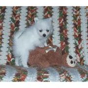  Beautiful Pomeranian Puppies Ready For New Homes!