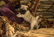 cute and affectionate AKC reg  female pug puppy for adoption to good h