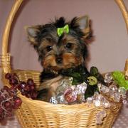 Available Top Quality Teacup Yorkies  (gomeswelpen@gmail.com)