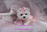 WHITE VET CHECKED TEACUP MALTESE PUPPIES NOW AVAILABLE