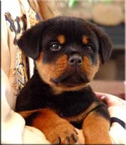Cute and Lovely Affectionate Rottweiler Puppies for adoption to good h