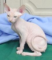  Sphynx kittens are ready to go to their new home 