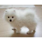Fancy White Teacup Pomeranian Baby Available Now
