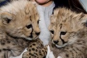 Home raised tamed baby tiger cubs and cheetahs for sale