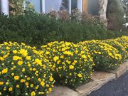 Commercial & Residential Landscaping Services Kansas City,  MO