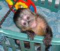 male and female capuchin monkey for adoption