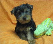 Healthy Teacup Yorkie Puppies For Free Adoption