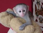 Adorable Capuchin monkeys for adoption adorable