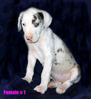 Great Dane puppies 5 males & 2 females 