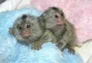 Baby marmosets for adoption