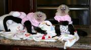 CUTE BABY CAPUCHIN MONKEY'S FOR ADOPTION (butterflyhome@msn.com)