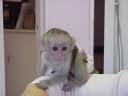 Cute and adorable baby Capuchin Monkeys ready for Adoption 