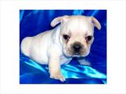 adorable french bulldog puppy for adoption