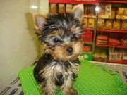  Adorable Yorkie Puppies For Free Adoption