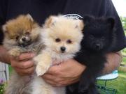 male and female Pomeranian puppies for a new home 
