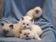 cute home raised kittens Serval ,  Ocelot,  Cheetah and Savannah kittens