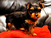 cute and adorable yorkie puppies for adoption.