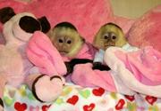 Adorable Twin babies capuchin monkeys