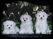    TEACUP Maltese PUPPIES FOR /Free ADOPTION.
