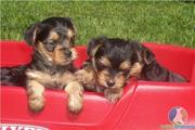 babies teacup Yorkie puppies for adoption