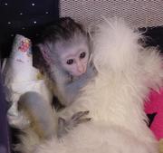 admirable baby capunchin monkey for a new home
