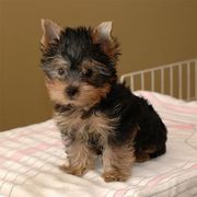 Home  Trained Yorkie Puppies For Free Adoption.
