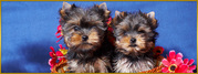 Baby Face Male and Female Yorkie Puppies For Adoption