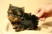 Cute And Adorable yorkie puppies(sandra70654731@gmail.com)