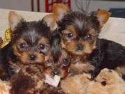 cute and adorable teacup Yorkie puppies awaiting new homes and familie