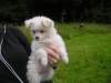 Maltese Puppies For  Rehoming