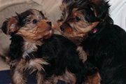 Affectionate Yorkie puppies for chritsmas