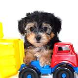  Akc - cute and adorable yorkie puppies puppies for adoption