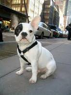 lovely male and female french teacup bulldog for free adoption