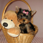 Christmas T-cup Yorkie Puppies For Adoption