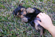cute male and female teacup yorkie puppies free for adoption