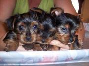 Healthy adorable yorkie puppies for adoption