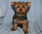 AKC Adorable Teacup Yorkies puppies for Adoption..