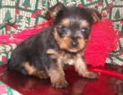 Charming T-cup Yorkie Puppies For Xmas