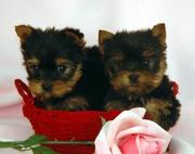 cute and lovely teacup Yorkie puppies to loving homes for Xmas.(mackna