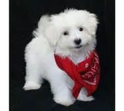 Maltese poodle puppies for avaialble 9 weeks old - $500